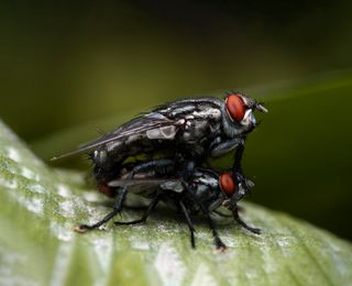 Lente ultra macro 100mm f2.8 2X - NIKON F