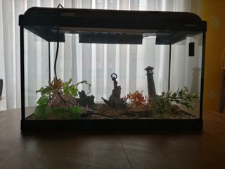 Acuario