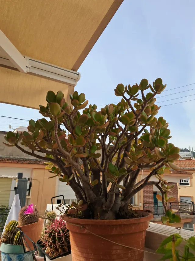 Bonsai arbol de Jade
