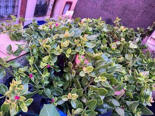 Plantas
