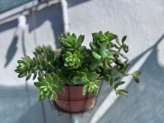 Plantas