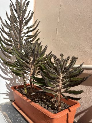 Plantas
