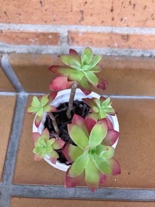 Planta suculenta sedum palmeri M9