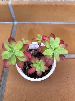 Planta suculenta sedum palmeri M9