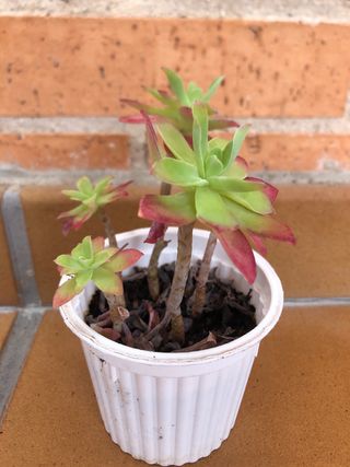 Planta suculenta sedum palmeri M9