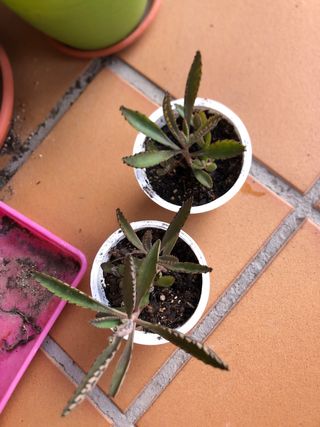 Planta kalanchoe daigremontiana