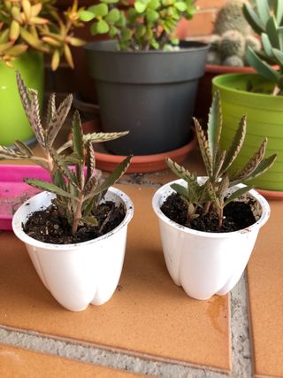 Planta kalanchoe daigremontiana