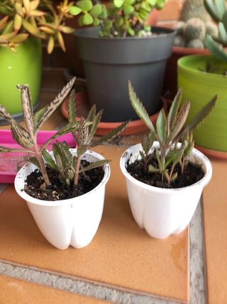 Planta kalanchoe daigremontiana