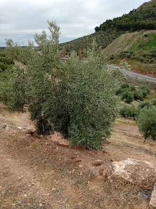 Parcela de olivar