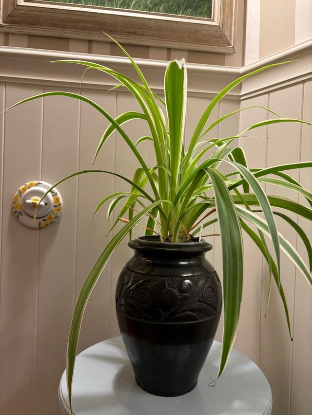 Vasija / Florero negro cenefa labrada