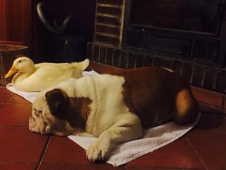 Cuidado,Paseos,Residencia familiar para Perros.