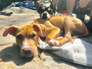 Cuidado,Paseos,Residencia familiar para Perros.