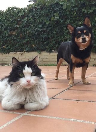 Cuidado,Paseos,Residencia familiar para Perros.