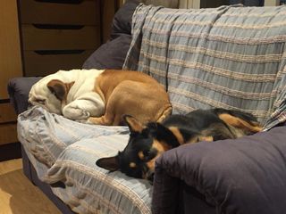 Cuidado,Paseos,Residencia familiar para Perros.