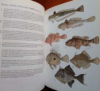 HISTORIA NATURAL DE LAS ISLAS CANARIAS GUIA BASICA