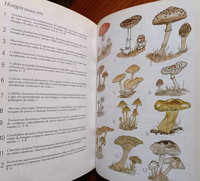 HISTORIA NATURAL DE LAS ISLAS CANARIAS GUIA BASICA