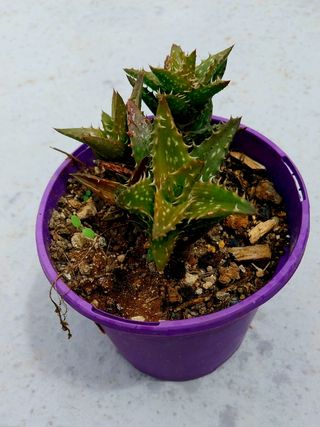 Planta de aloe enano