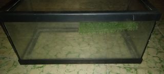 Terrario de cristal - 40x20cm