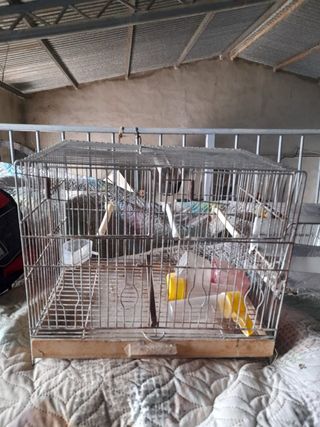 Jaula pájaros metalica