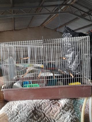 Jaula pajaros - Metálica