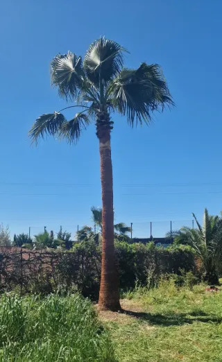 Poda de palmeras