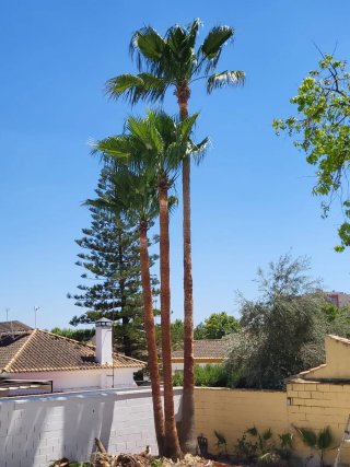 Poda de palmeras