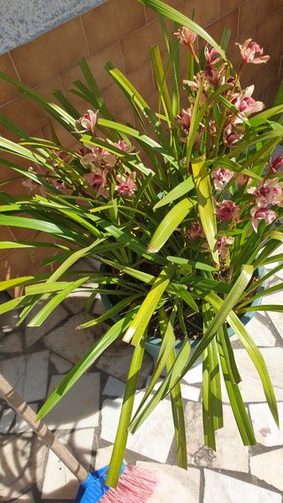 Orquideas roseo   sem vaso