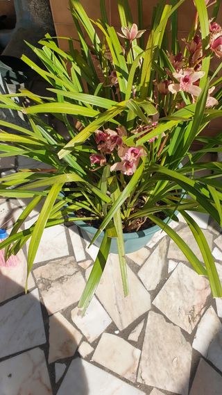 Orquideas roseo   sem vaso