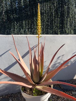 Aloe vera en maceta - Planta