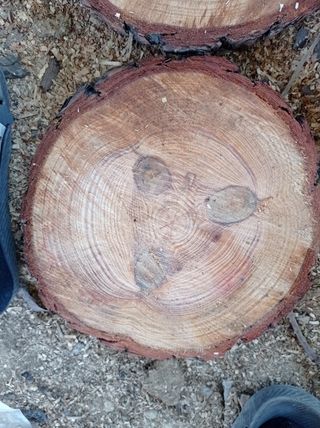 5 Rodajas de pino 
