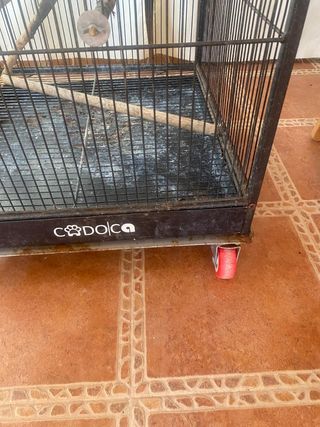 Jaula pajaros grande negra