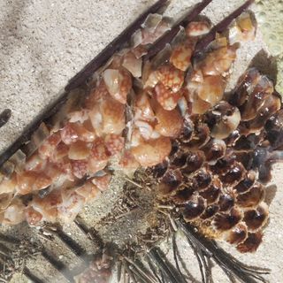 Cuadro chino artesano con nácar y concha