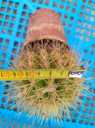 N 5 piante grasse diverse tra di loro