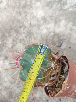 N 5 piante grasse diverse tra di loro