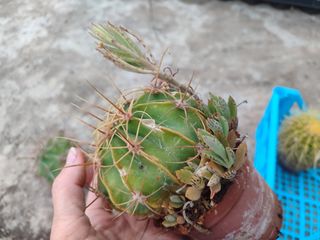 N 5 piante grasse diverse tra di loro