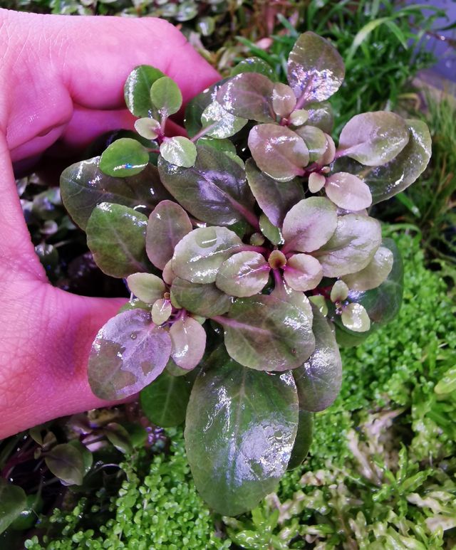 VEN Y COMPRA PLANTAS ACUATICAS