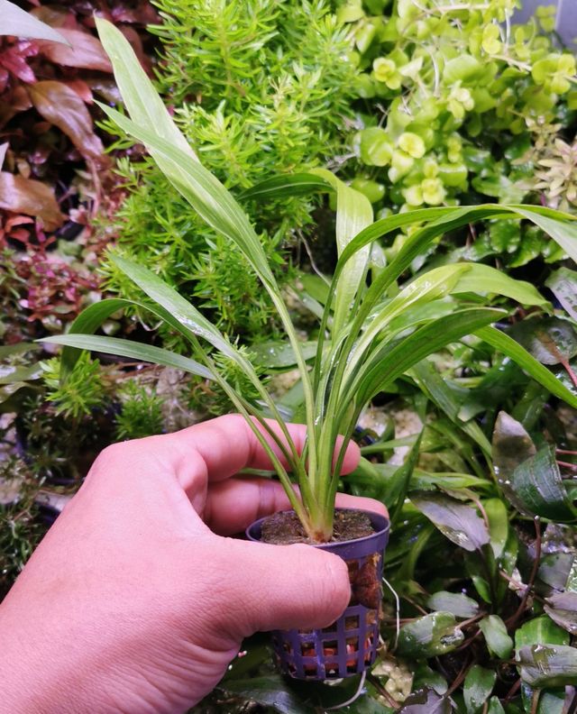 VEN Y COMPRA PLANTAS ACUATICAS