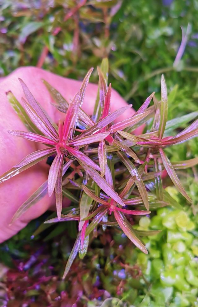 VEN Y COMPRA PLANTAS ACUATICAS