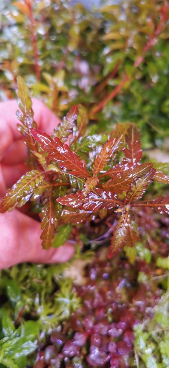 VEN Y COMPRA PLANTAS ACUATICAS