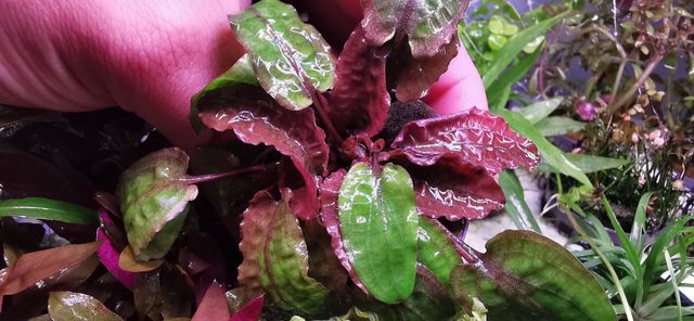 VEN Y COMPRA PLANTAS ACUATICAS