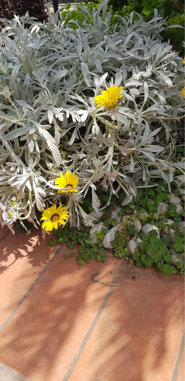 Piante grasse e fiori gialli