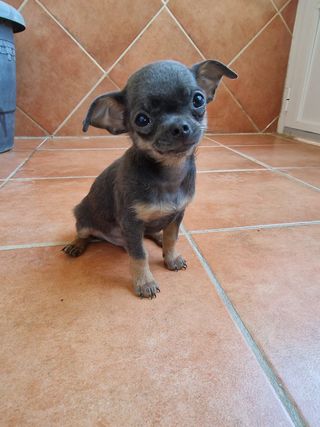 TRANSPORTE DE MASCOTAS ESPAÑA Pta.a Pta.