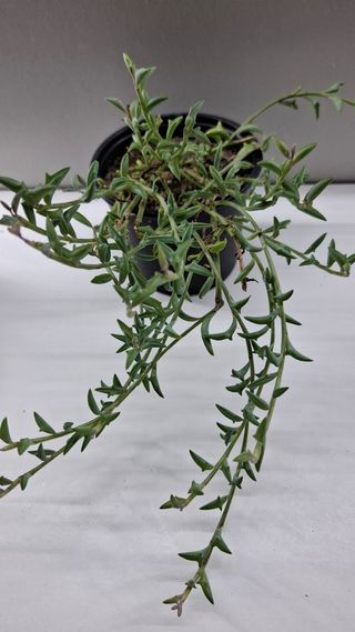 Senecio peregrinus, Colar de golfinhos