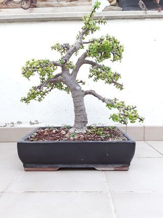 Bonsai portulacaria
