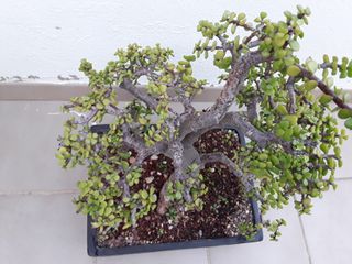 Bonsai portulacaria
