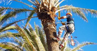 Podar palmeras,palmerero jardinero