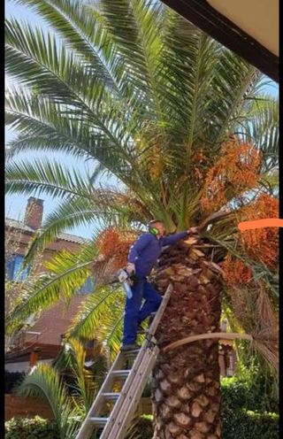 Podar palmeras,palmerero jardinero