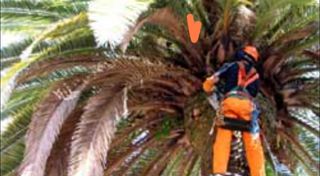 Podar palmeras,palmerero jardinero