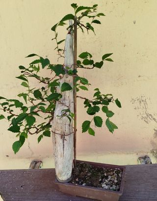 Bonsai Taniki de olmo chino