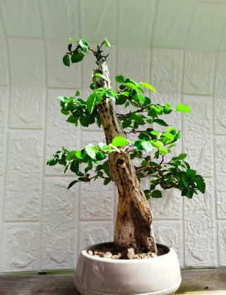 Bonsai Tanuki de olmo chino